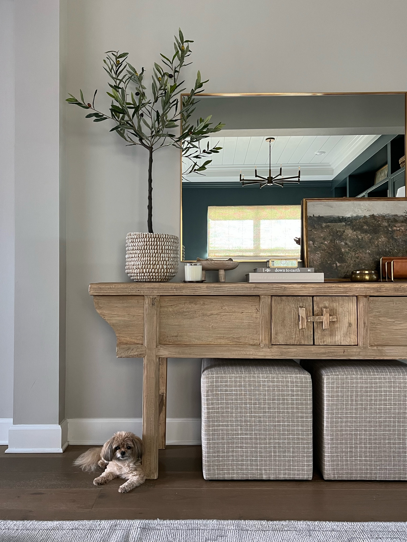 The cutest olive tree!