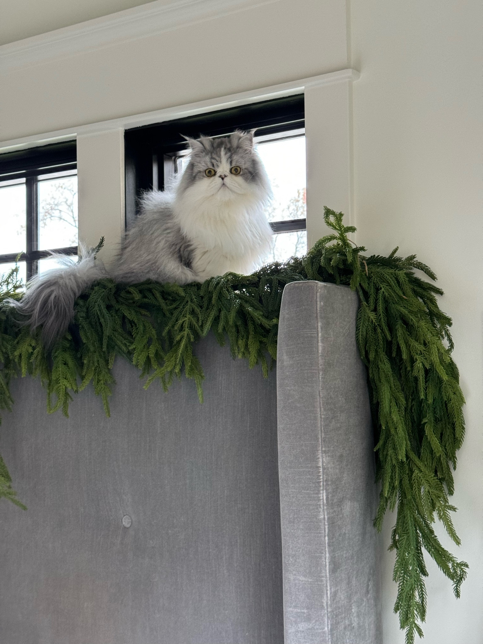 Save 25% off all the gorgeous Christmas greenery at Darby Creek!  Everything sitewide, including fall stems as well is on sale!#LTKhome #LTKstyletip

#LTKSeasonal