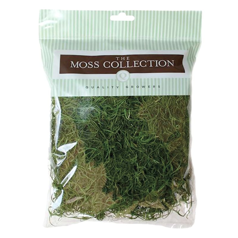 Apple Green Spanish Moss, Small | At Home