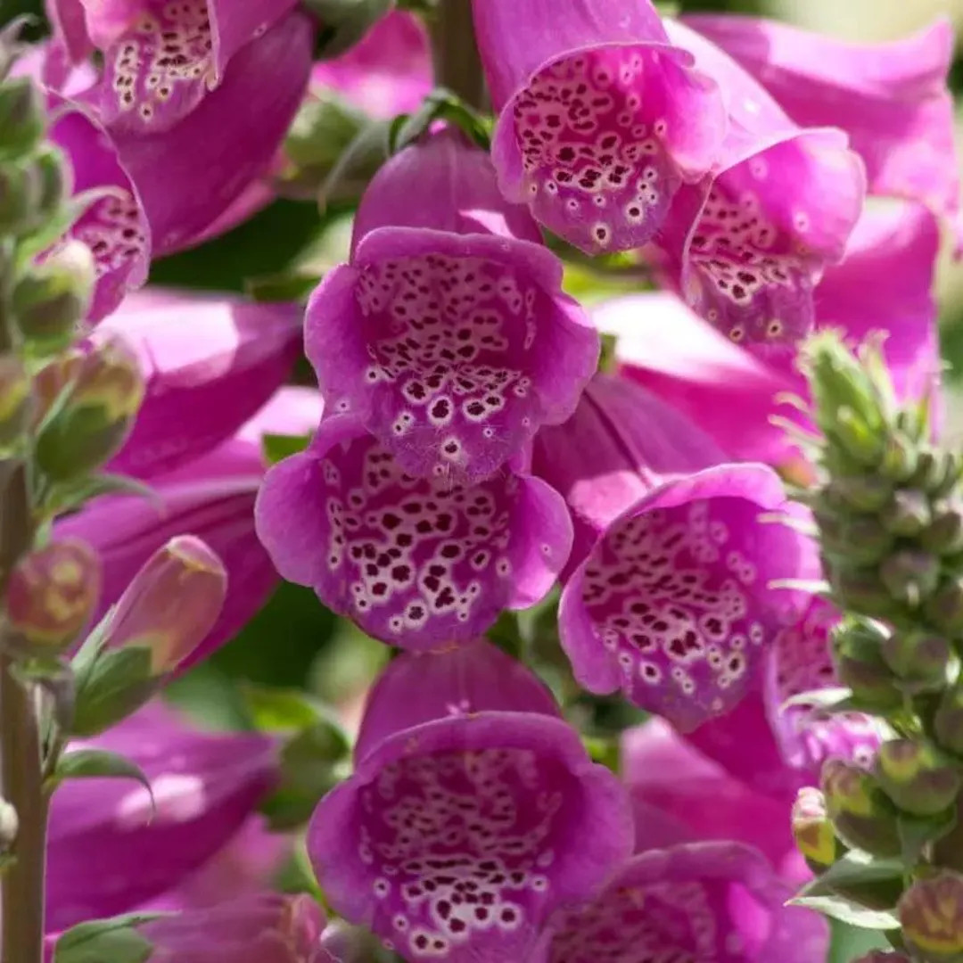 Dalmatian Purple Foxglove Digitalis Purpurea - Bright Purple Flowers, Attracts Pollinators, Ornam... | Etsy (Global)
