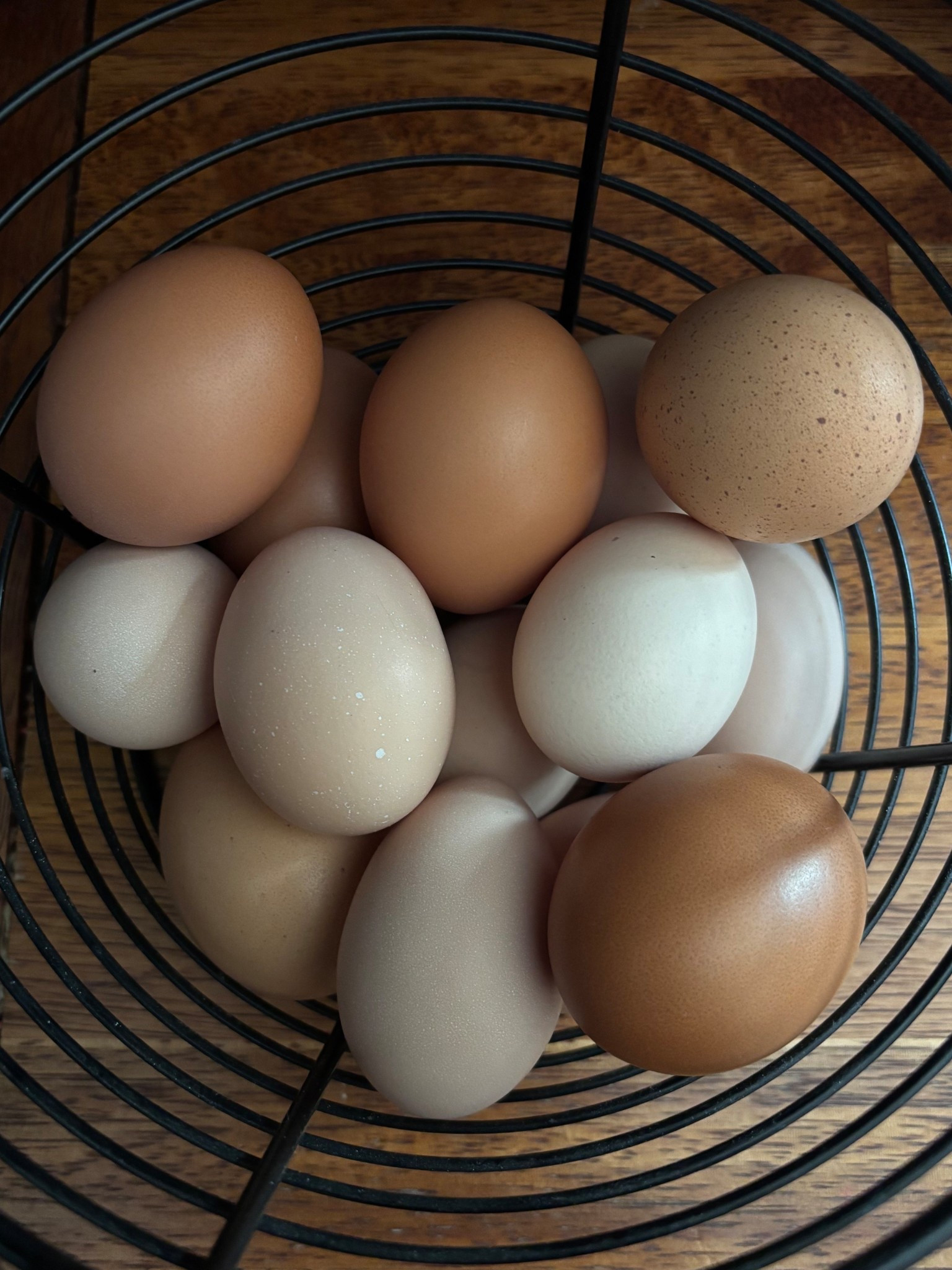 Farm fresh eggs from our chickens 🐓 🫶🏼

#LTKFamily #LTKHome #LTKPets