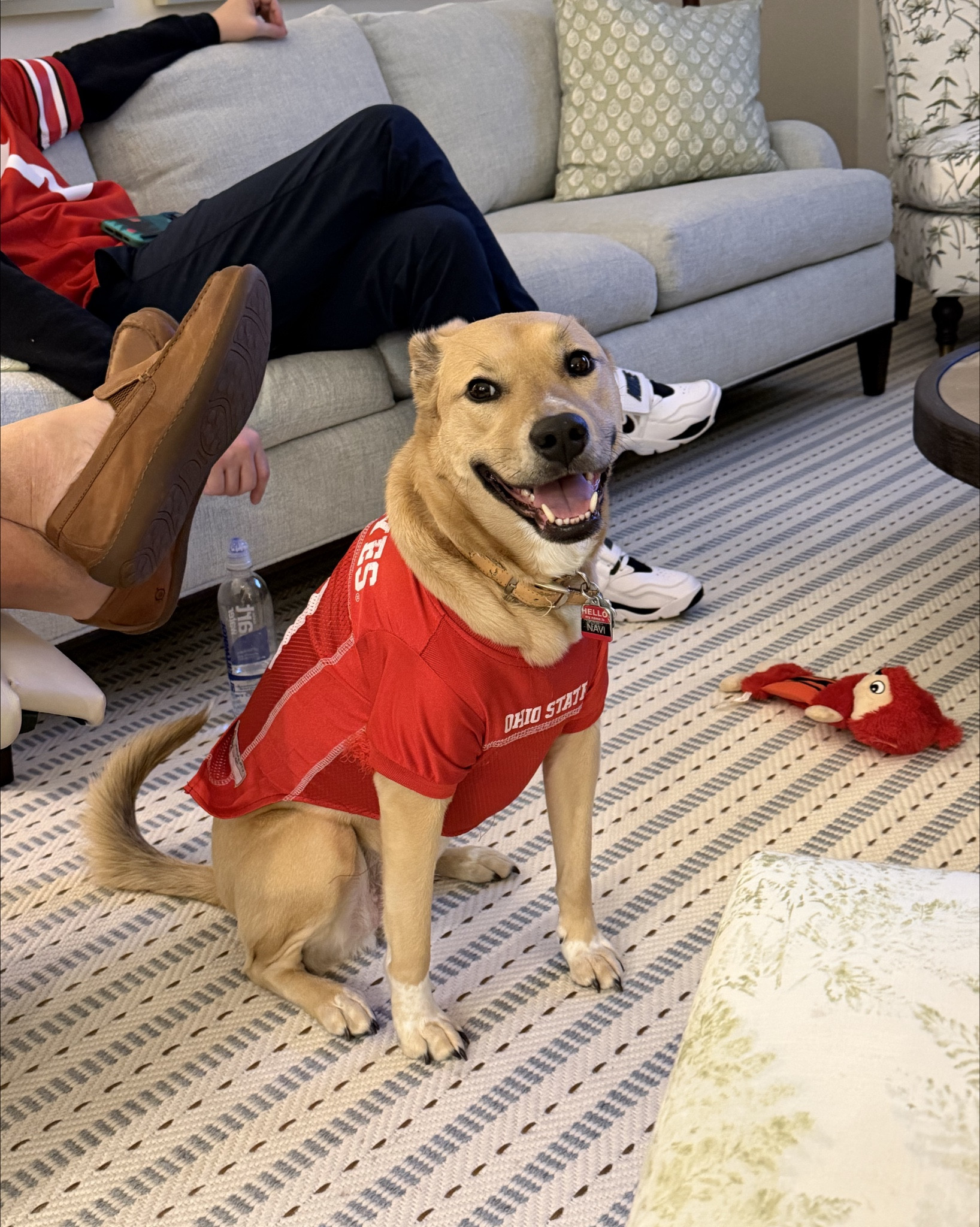 Game day ready… and by game day I mean Navi is convinced she’s the new Buckeyes head coach.
Her Ohio State jersey from Chewy is officially her personality now 🏈🐶
Linked everything because she needs you to match her energy.
#LTKhome #LTKpets #LTKdog #ohio #buckeyes #gamedaystyle #chewydogfinds #affordablepetfinds

#LTKootd #LTKPets #LTKdayinmylife
