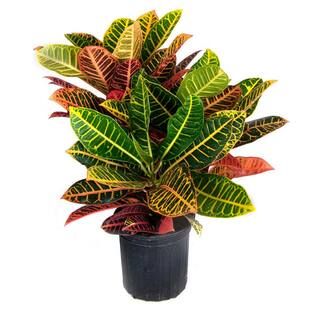 BELL NURSERY 2 Gal. Croton Live Indoor House Plant in 10 in. Nursery Pot-CROTN10AST1PK - The Home... | The Home Depot