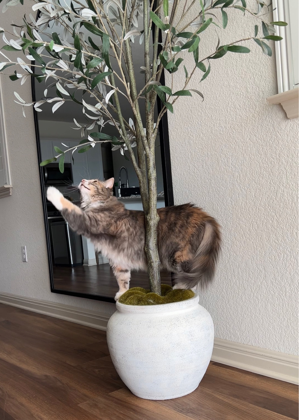 olive tree and arched full length mirror 

Target, Urban Outfitters 

#LTKFind #LTKstyletip #LTKhome