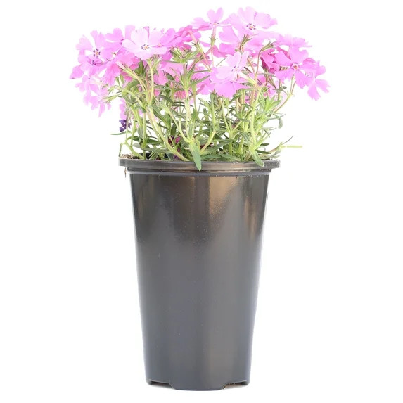 Expert Gardener Purple 2QT Phlox Subulata, Live Plants Full Sun | Walmart (US)