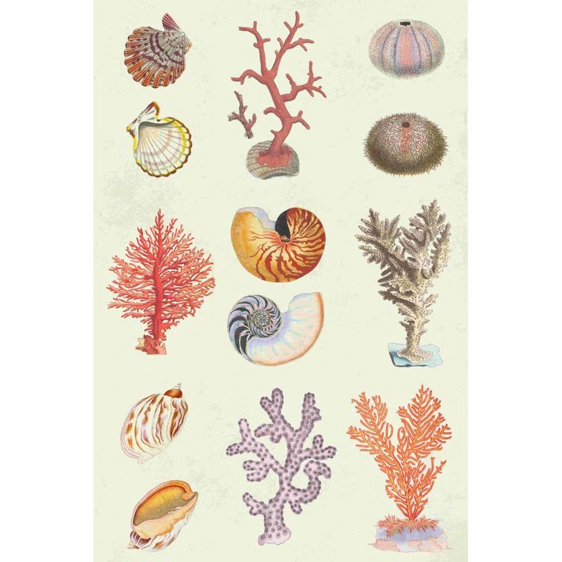 Coral & Shell Collage I On Canvas Print | Wayfair North America
