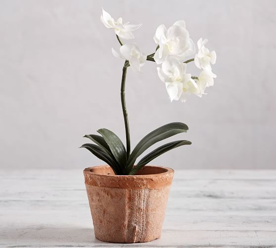 Mini Faux Potted Orchid | Pottery Barn (US)