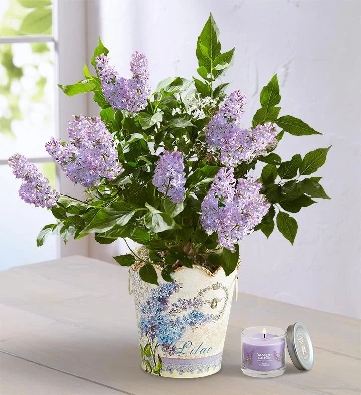 Fragrant Lilac Plant | 1800flowers.com