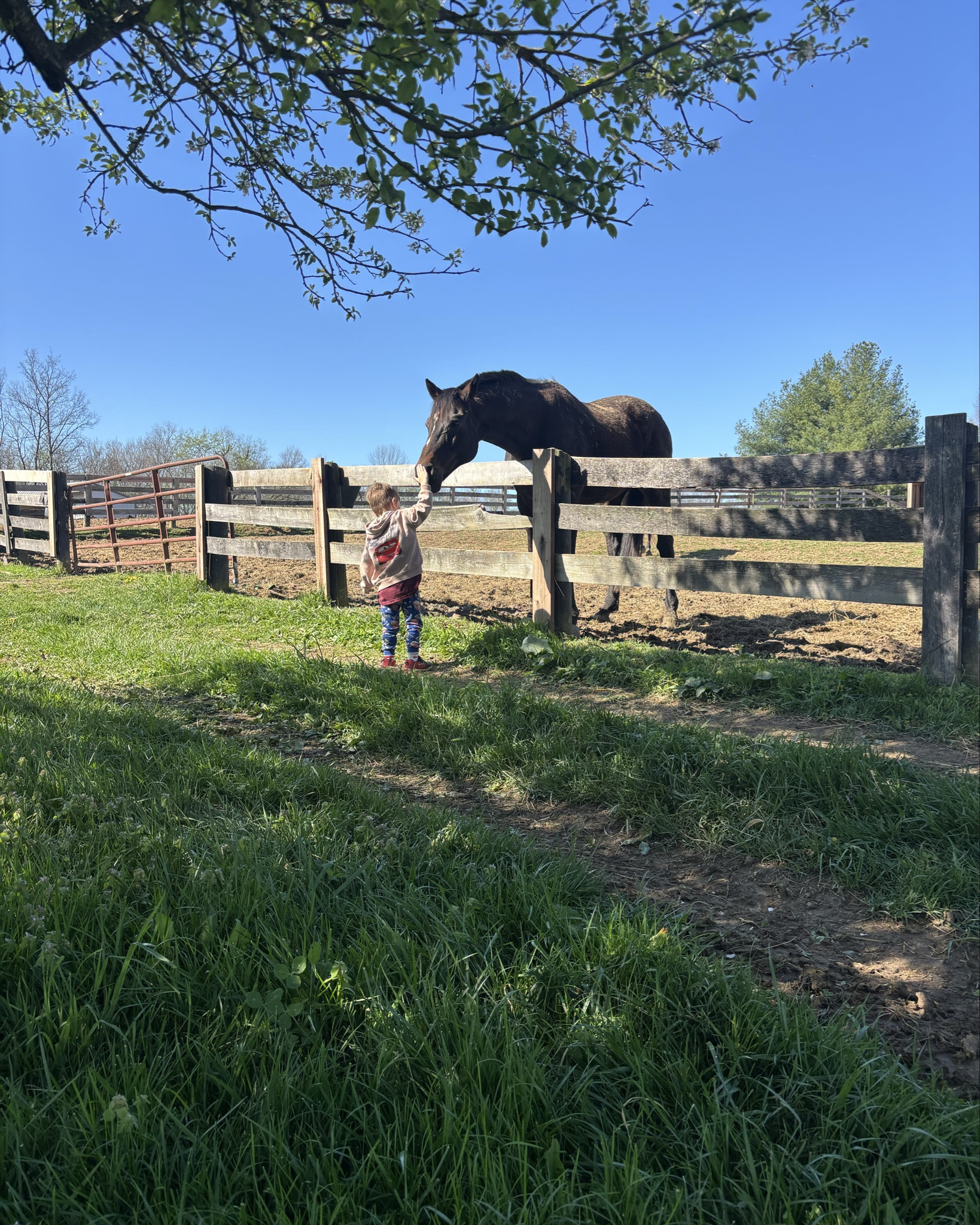 Vinny and Reggie 🐴 the two sweetest OTTB!! Beau loves these boys!

#LTKKids #LTKmorningroutine #LTKmomlife