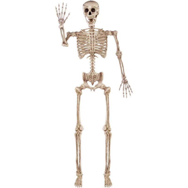 The Holiday Aisle® 5.6 FT Halloween Posable Life Size Skeleton Full Body Realistic Bones with Mo... | Wayfair North America