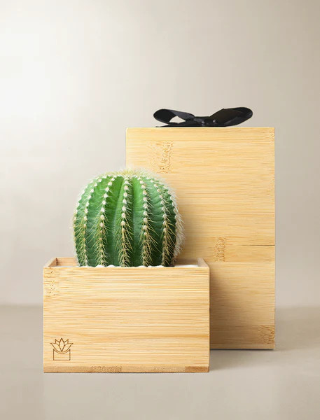 Bamboo Cacti Garden | Lula's Garden