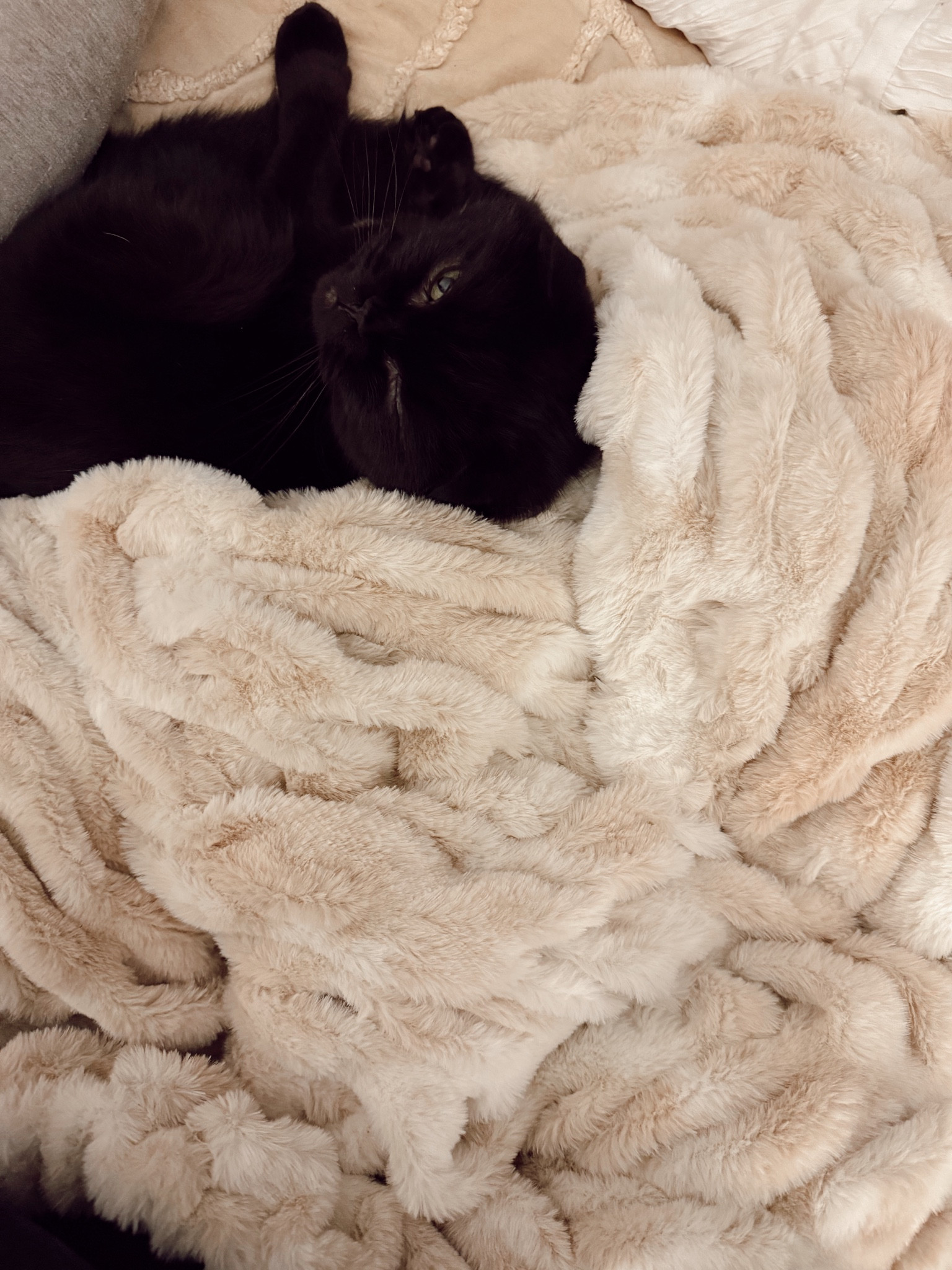 THE BEST BLANKET EVER HANDS DOWN - tons of coupon codes just google them! 40% off using code Colin, and I used code BF55 for 55% off but not sure if it still works

#LTKSaleAlert #LTKGiftGuide #LTKFamily