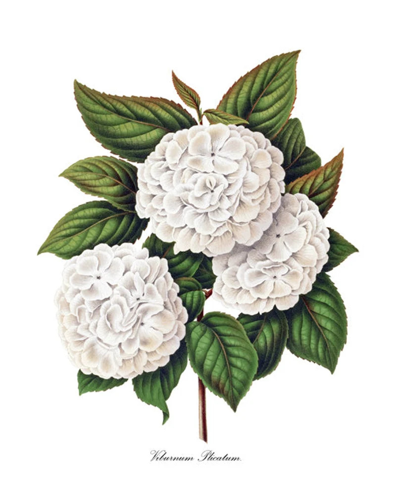 Japanese Snowball Botanical Print Vintage Flower | Etsy | Etsy (US)