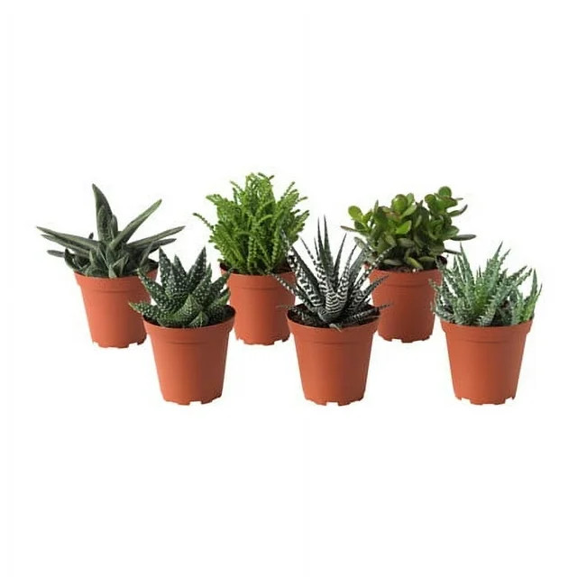 Element Live Plant Succulent Assorted Varieties and Colors in 4in Pot | Walmart (US)