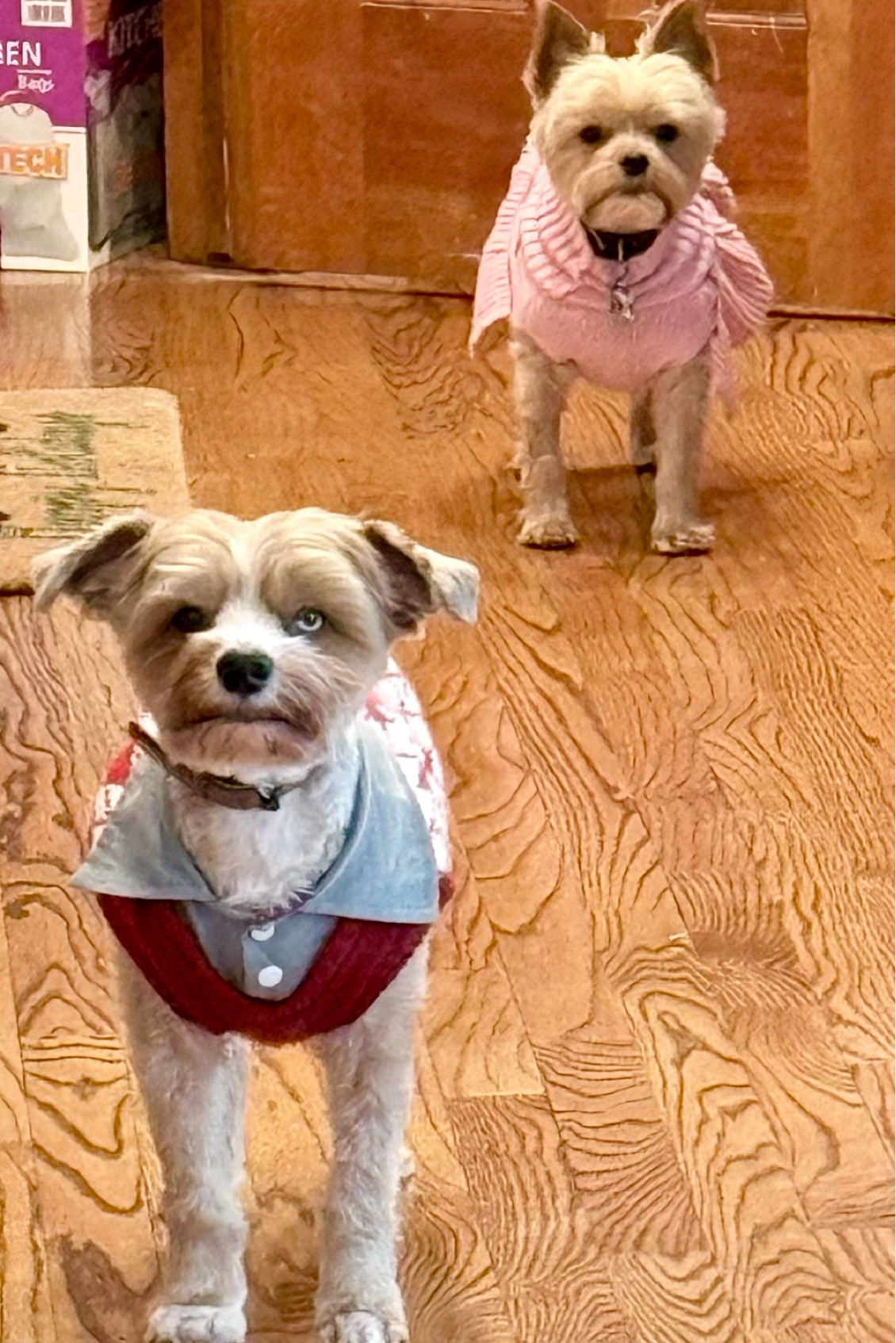 Caption this! 
They’re very proud of their Valentine’s clothing. Makes them seem so much sweeter! ❤️😜

#LTKSeasonal #LTKWatchNow