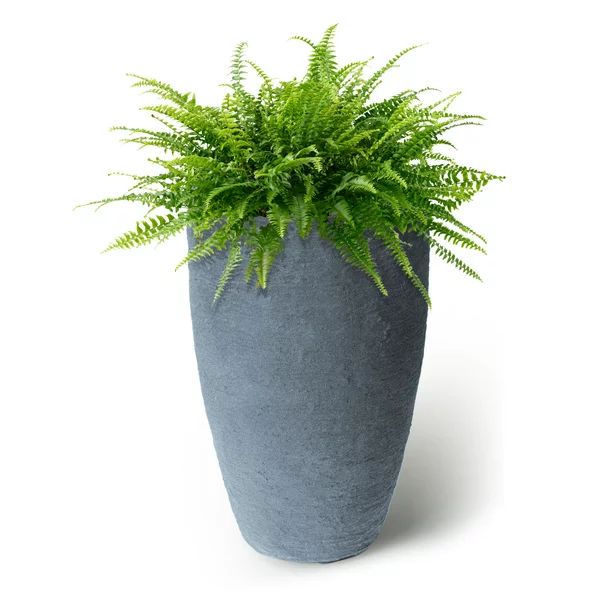 Algreen Athena Planter, 28.5-Inch Height by 17.5-In., Self-Watering Planter, Charcoalstone - Walm... | Walmart (US)