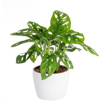 Costa Farms Monstera Little Swiss Plant House Plant in 6-in Planter | Lowe's