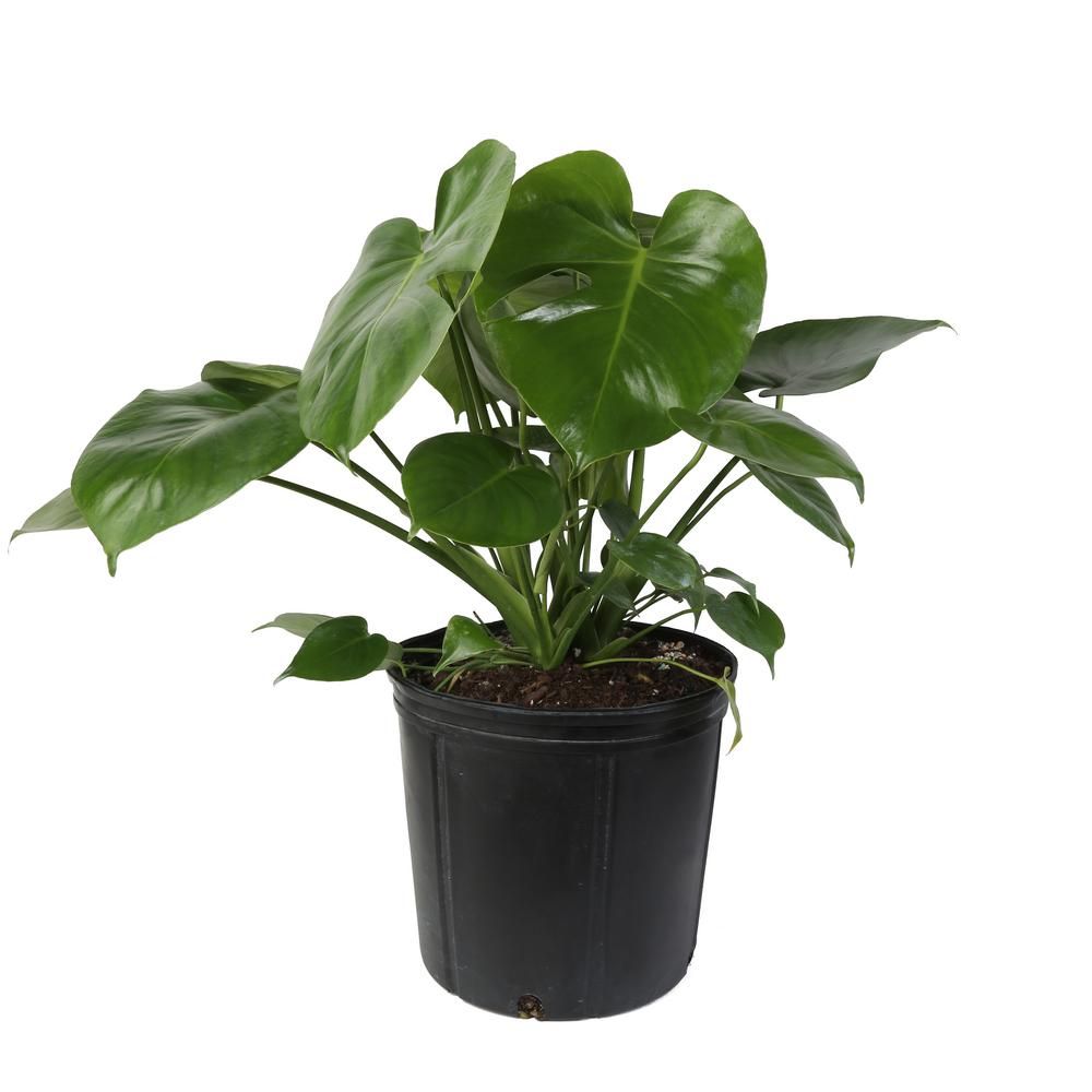 Monstera Plant in 10 in. Grower Pot | The Home Depot