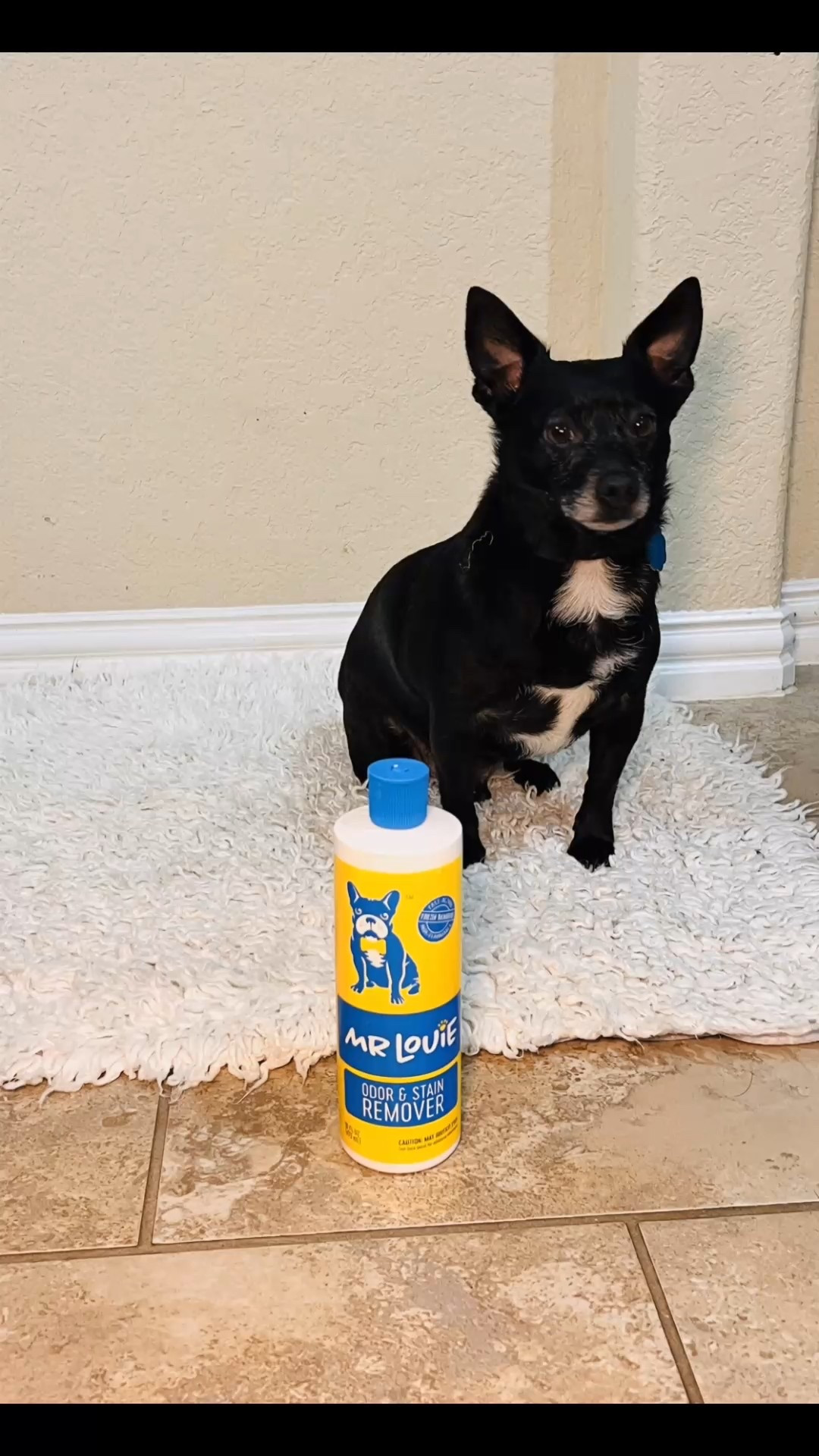 This is Max.😀. We adopted him earlier this year 💕

Pet parents….when we adopted Max earlier this year, we quickly learned love is unconditional, but those mystery stains are not.  

Mr. Louie Odor & Stain Remover has been my secret weapon.  

Safe, powerful and it works on carpets, sofas and his surprise spots.

If you have a fur baby, grab this and your home and nose will thank you😀

#anazonhome #pets #dogs #furbaby #petadoption #home

Comment SHOP below to receive a DM with the link to this post on my LTK ⬇ https://liketk.it/5x6Fu 



#LTKdayinmylife #LTKmomlife #LTKPets