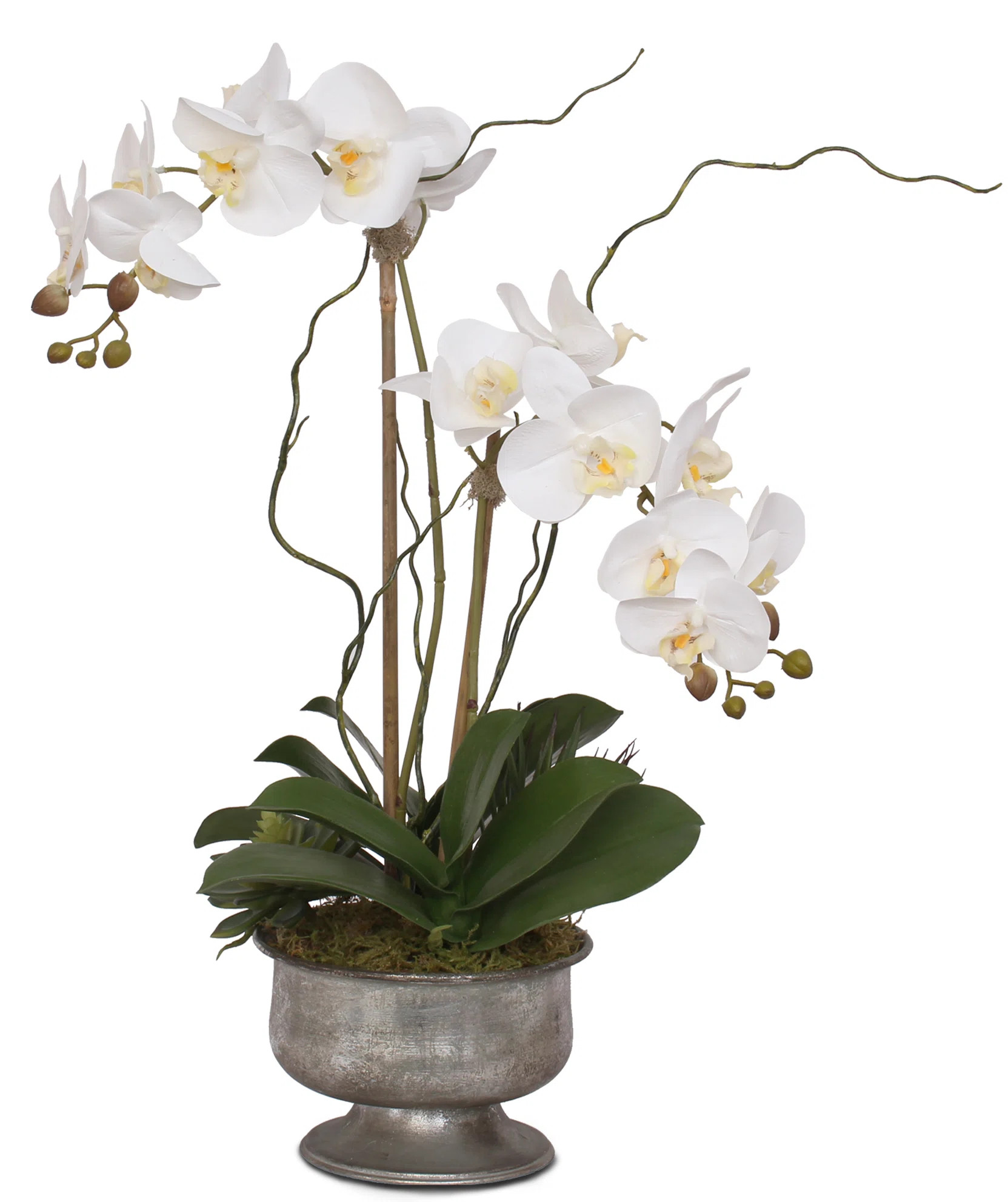 Orren Ellis Real Touch Phalaenopsis Orchids Floral Arrangement in Pot & Reviews | Wayfair | Wayfair North America
