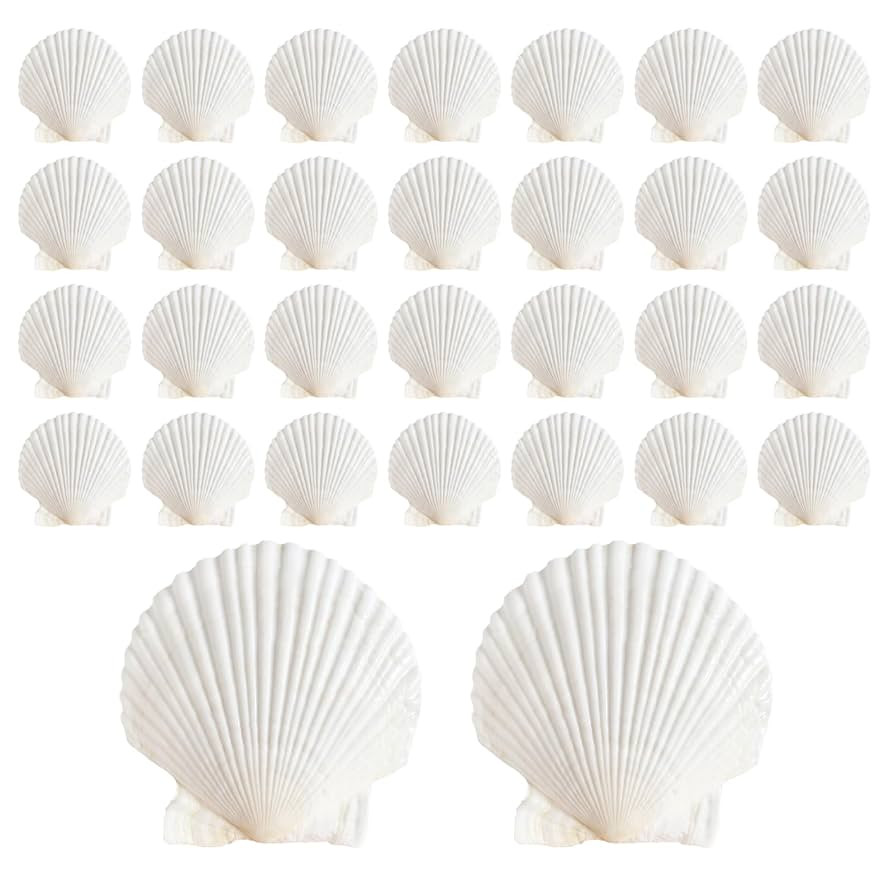 30Pcs Sea Shells, 2''-3'' Natural Scallop Crafts - DIY Beach Seashells Decorating Painting Ocean ... | Amazon (US)