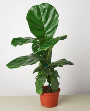 Ficus Lyrata Fiddle Leaf Fig Live Plant, 6" Pot | Macys (US)