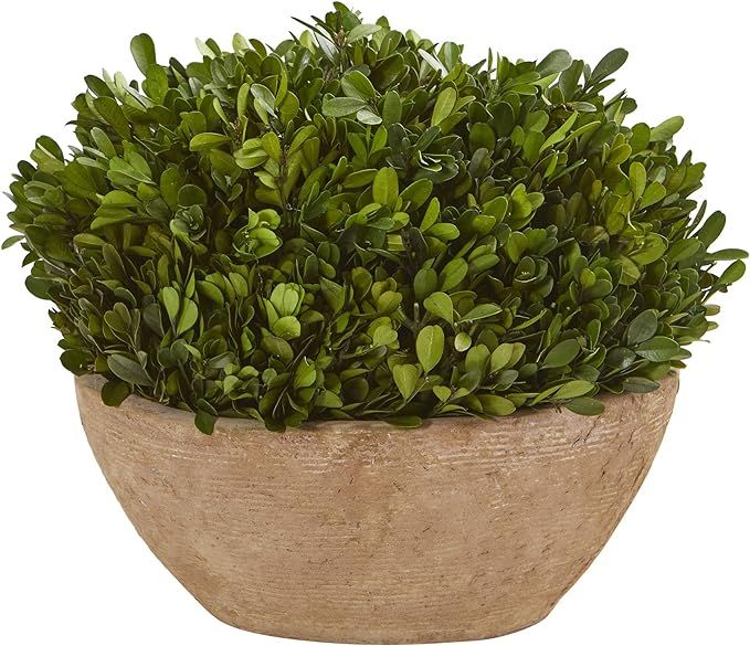 Nearly Natural 12in. Boxwood Preserved Plant in Oval Planter | Amazon (US)