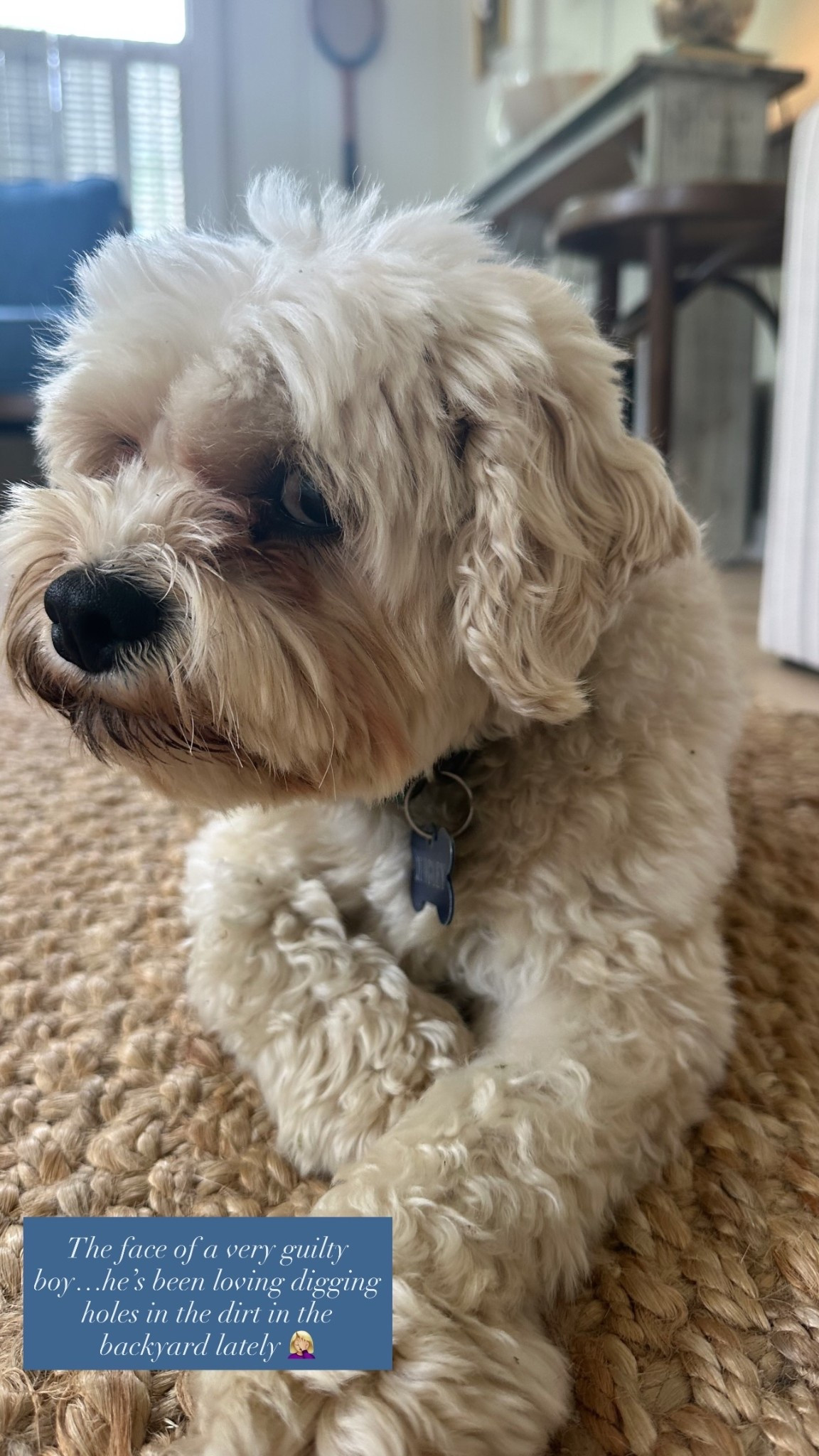 The face of a very guilty boy…he’s been loving digging holes in the dirt in the backyard lately 🤦🏼‍♀️