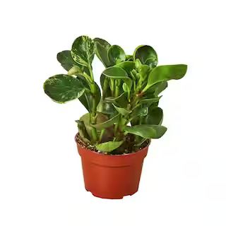 Peperomia Marble Peperomia Obtusifolia Plant in 4 in Grower Pot 4_PEPEROMIA_MARBLE | The Home Depot