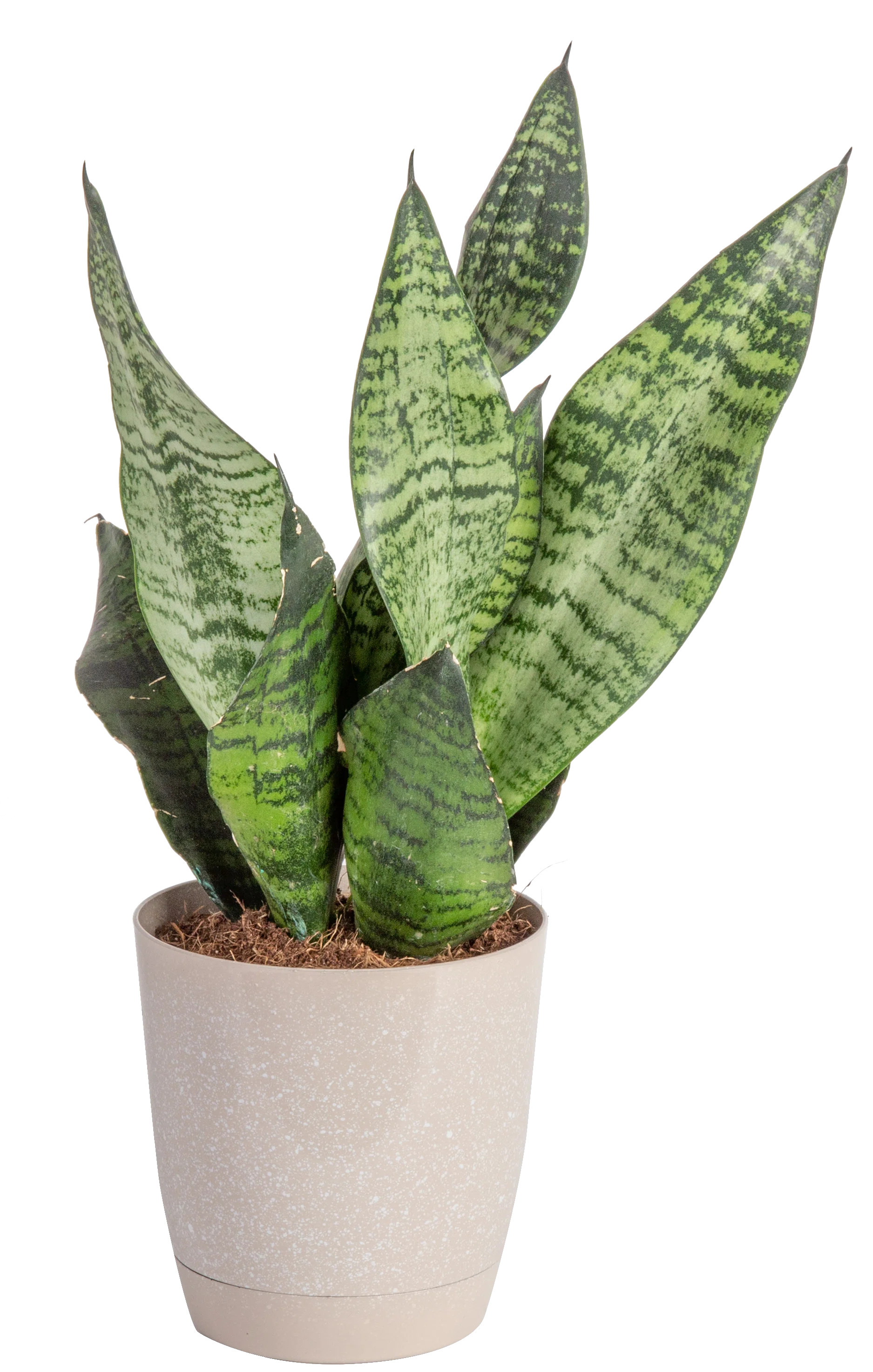 Costa Farms Indoor Snake Plant Sansevieria Grower's Choice House Plant in 4-inch Décor Pot & Rev... | Wayfair North America