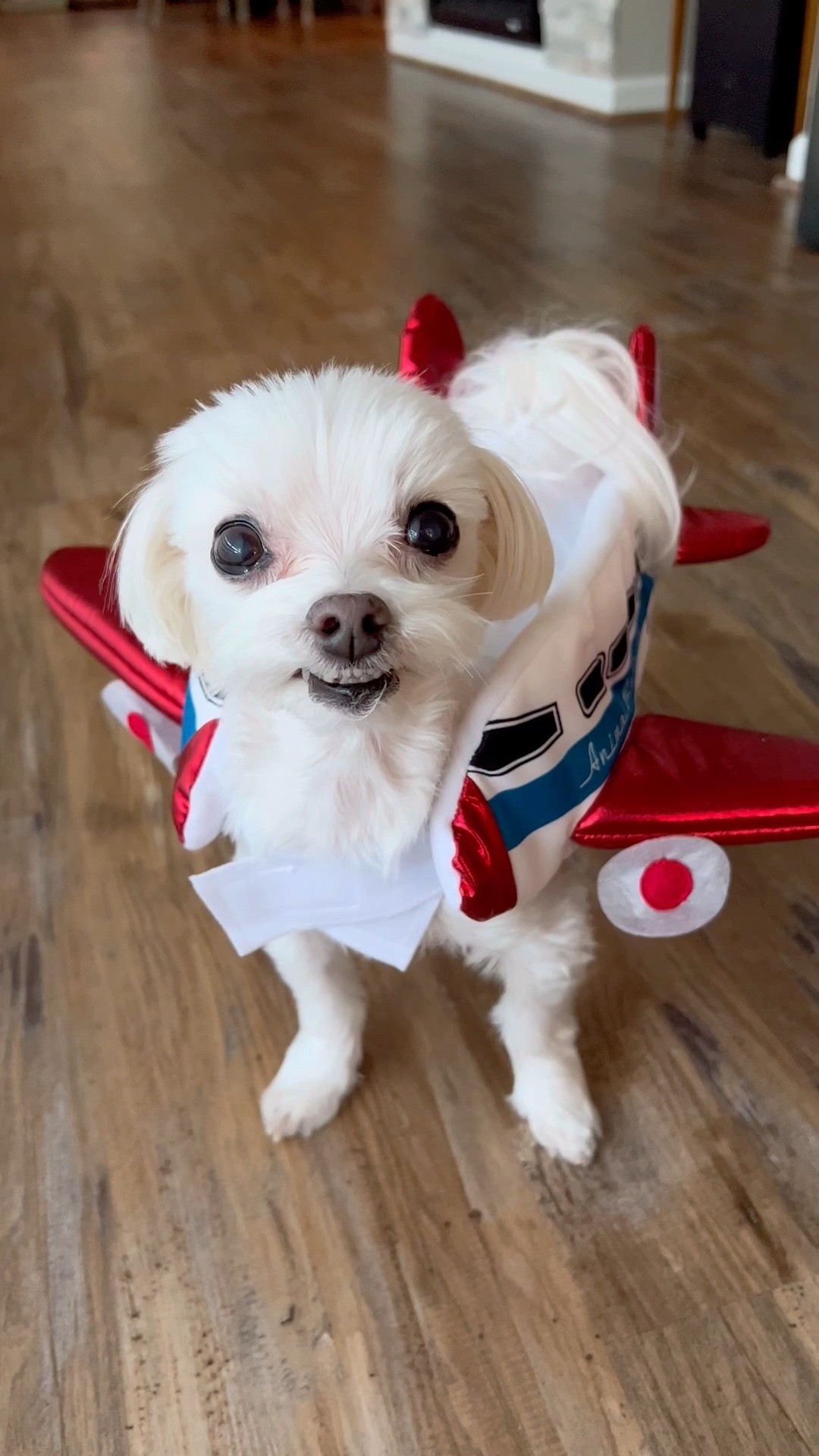 Dog Airplane costume in size XS from
Target!

#LTKSeasonal #LTKunder50 #LTKHalloween