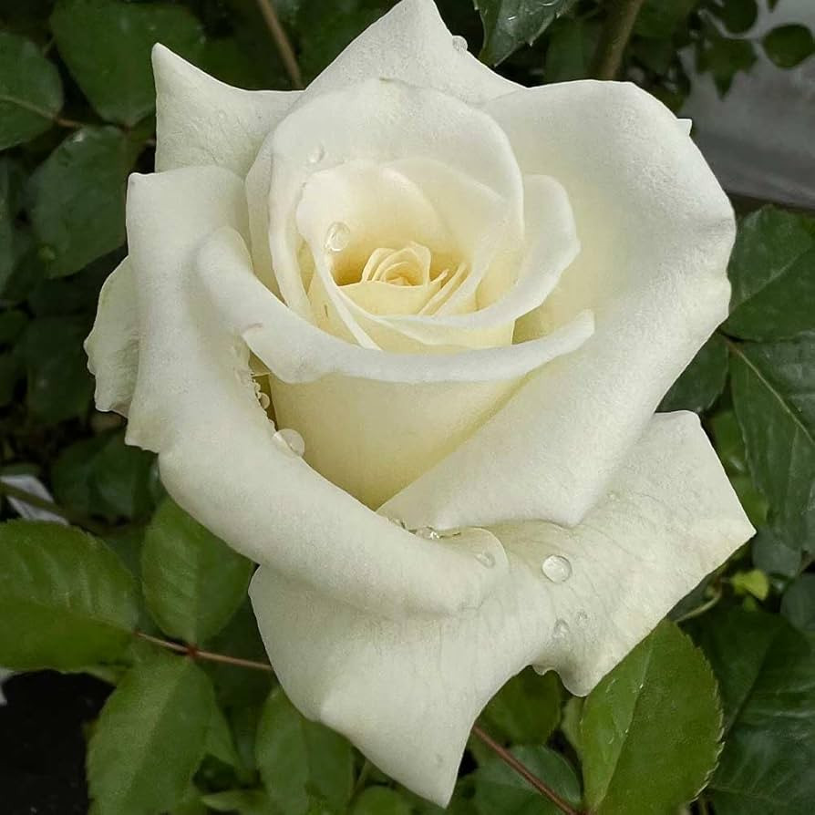 Heirloom Roses Rose Bush - Nona Live White Plant for Outdoor Planting | Amazon (US)