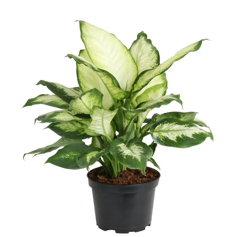 Costa Farms Live Indoor 17in. Tall Green Dumb Cane; Bright, Indirect Sunlight Plant in 6in. Growe... | Walmart (US)
