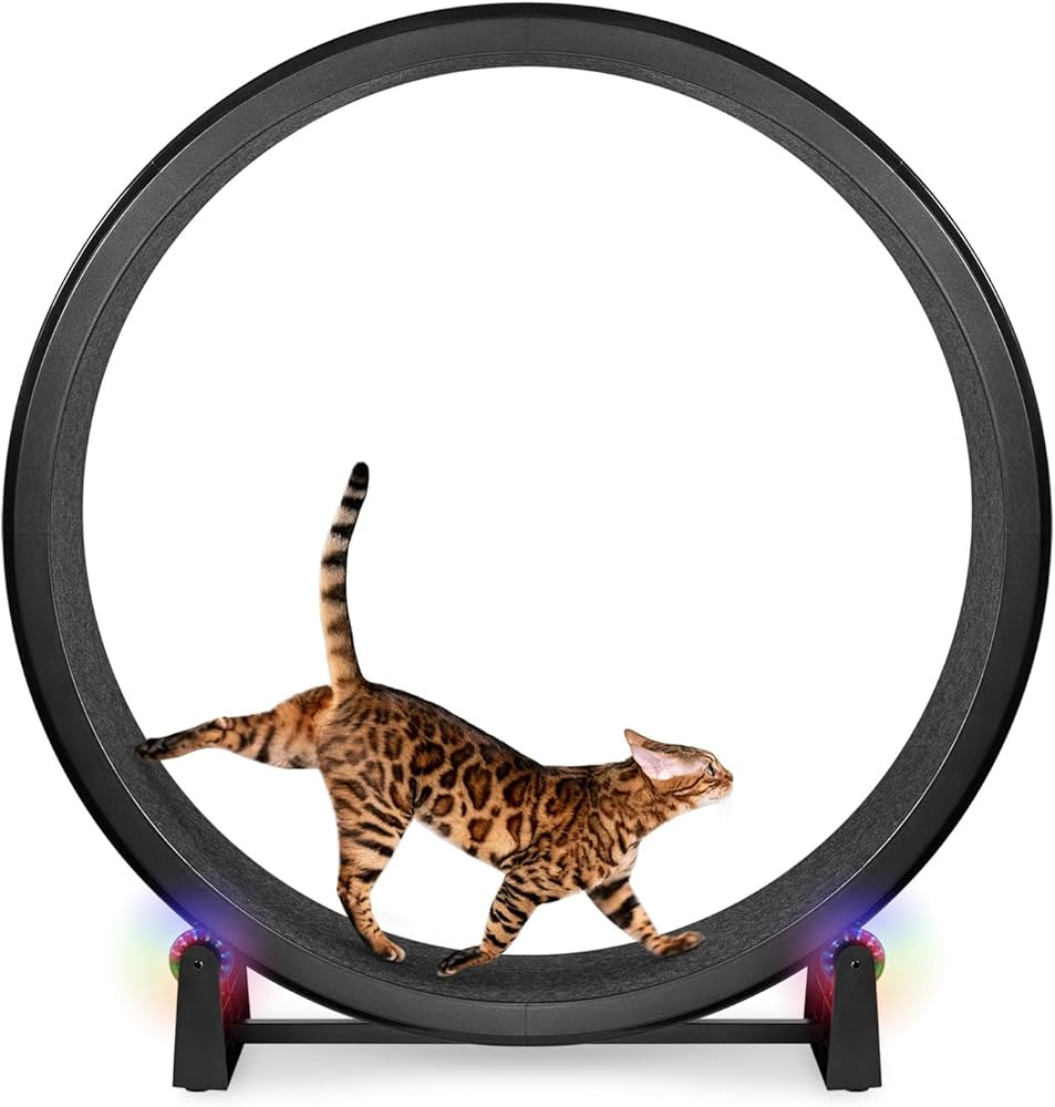 One Fast Cat - Cat Exercise Wheel - Gen. 7 - Safe 48" Diameter - Made in The USA - Black Wheel wi... | Amazon (US)