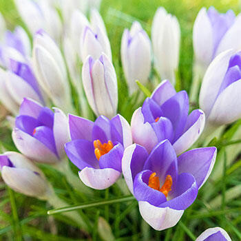 Yalta Crocus | Brecks Premium Bulbs | Brecks