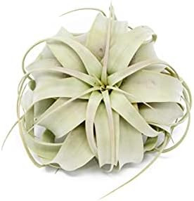 Large Xerographica Air Plants 5 to 7 Inch Wide - Live Tillandsia Succulent House Plants - Available  | Amazon (US)