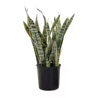 Live Sansevieiria Laurentii Indoor Snake Plant in 9.25 inch Grower Pot | The Home Depot