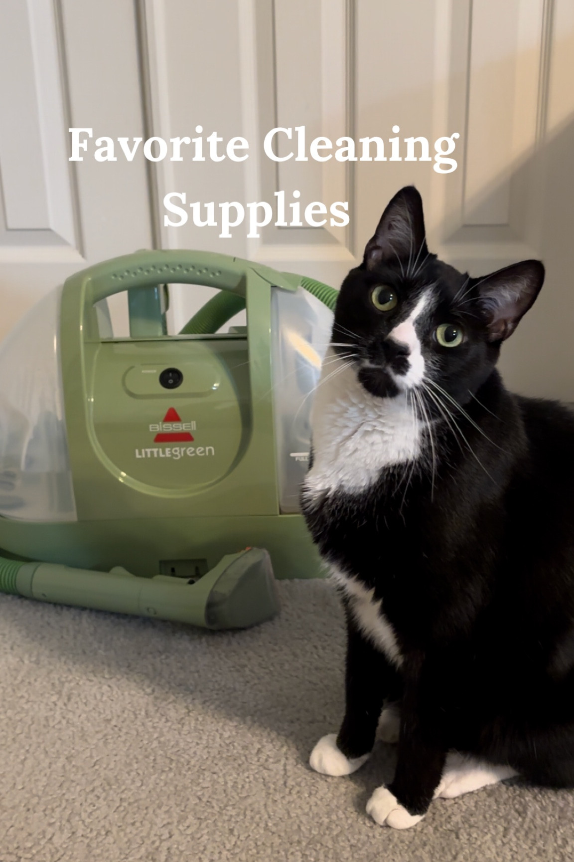 Our favorite cleaning supplies as a home with 4 cats! 

#LTKpets 