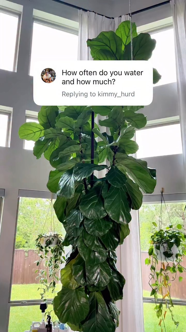 Fiddle leaf figs have a reputation for being difficult — but once you nail your watering routine they are so rewarding 🌿 This is exactly what works for mine week after week. 

Comment WATER below and I’ll send you my links! 🌱

#houseplants #fiddleleaffig #plantcare #plantmom #houseplantcommunity
fiddle leaf fig care | how to water a fiddle leaf fig | fiddle leaf fig watering routine”