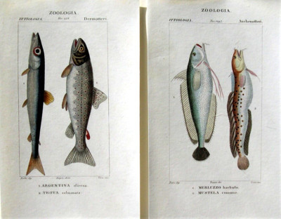 2 Turpin Original Antique Fish Prints; Hand Colored Engravings: Florence, 1830 | eBay US