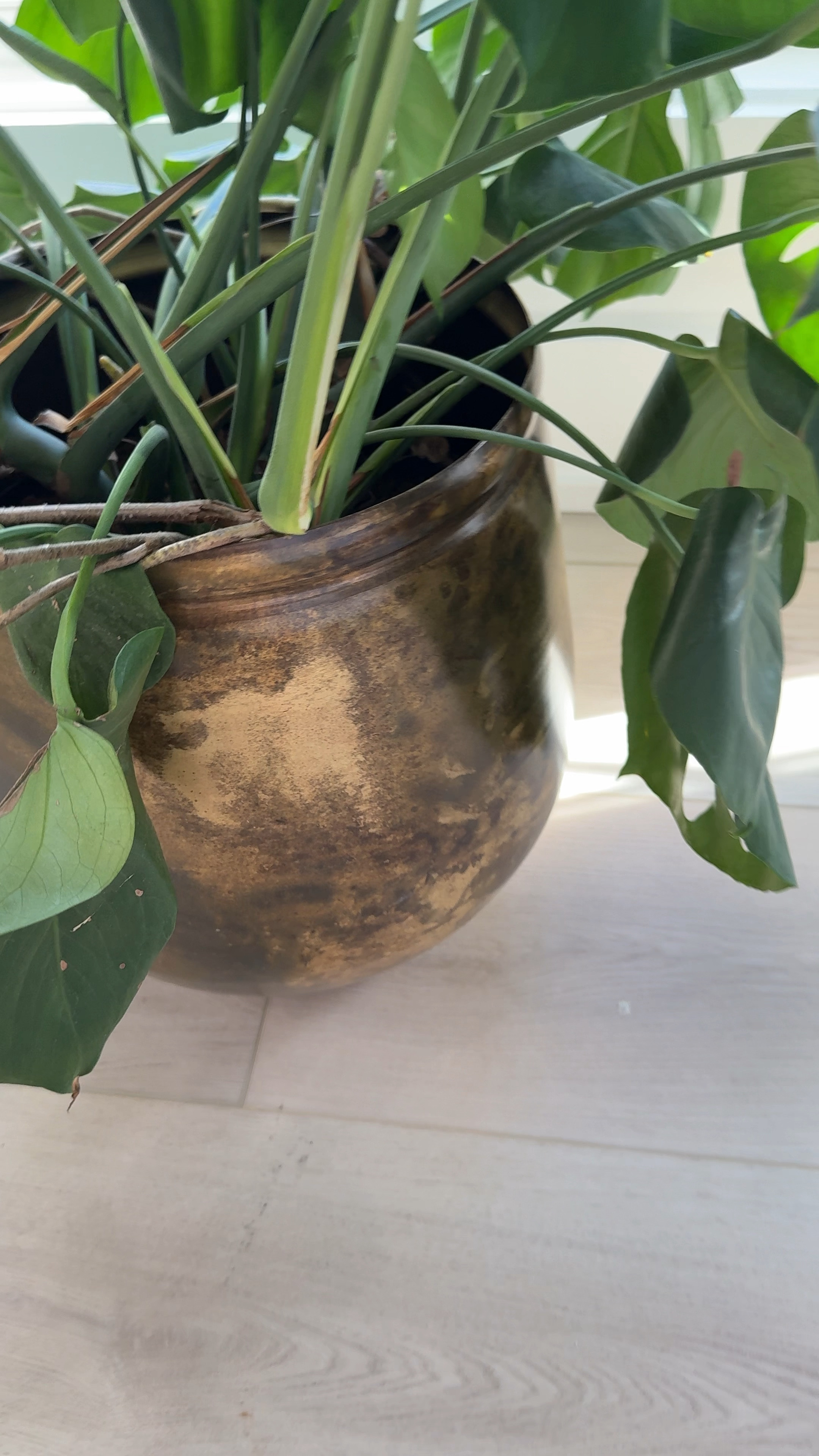 Making my living room pretty one planter and basket at a time. ✨

 

#LTKFindsUnder100 #LTKSaleAlert #LTKHome