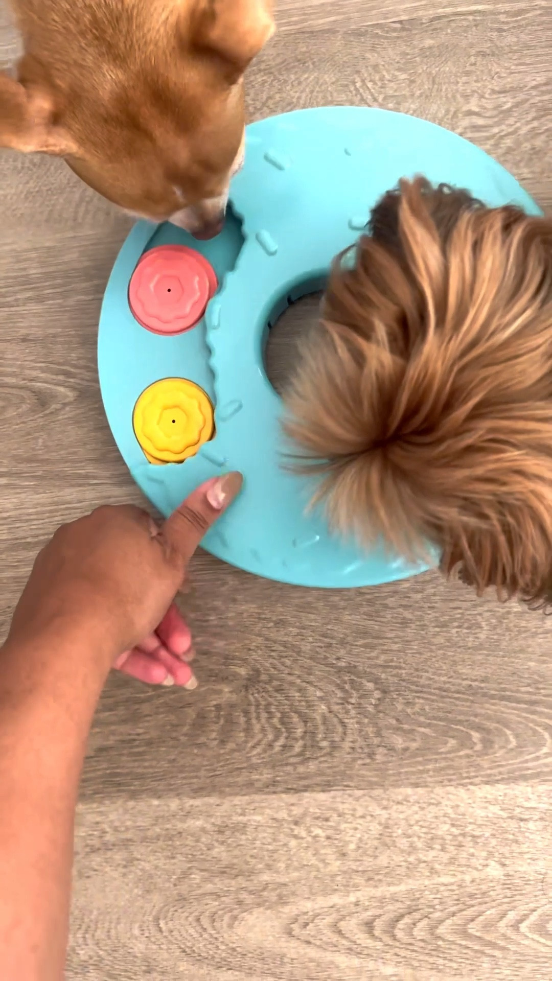 Dog Enrichment Puzzles

Scroll to shop.  I’m so glad you’re here.

#LTKPets

#LTKdayinmylife #LTKHome