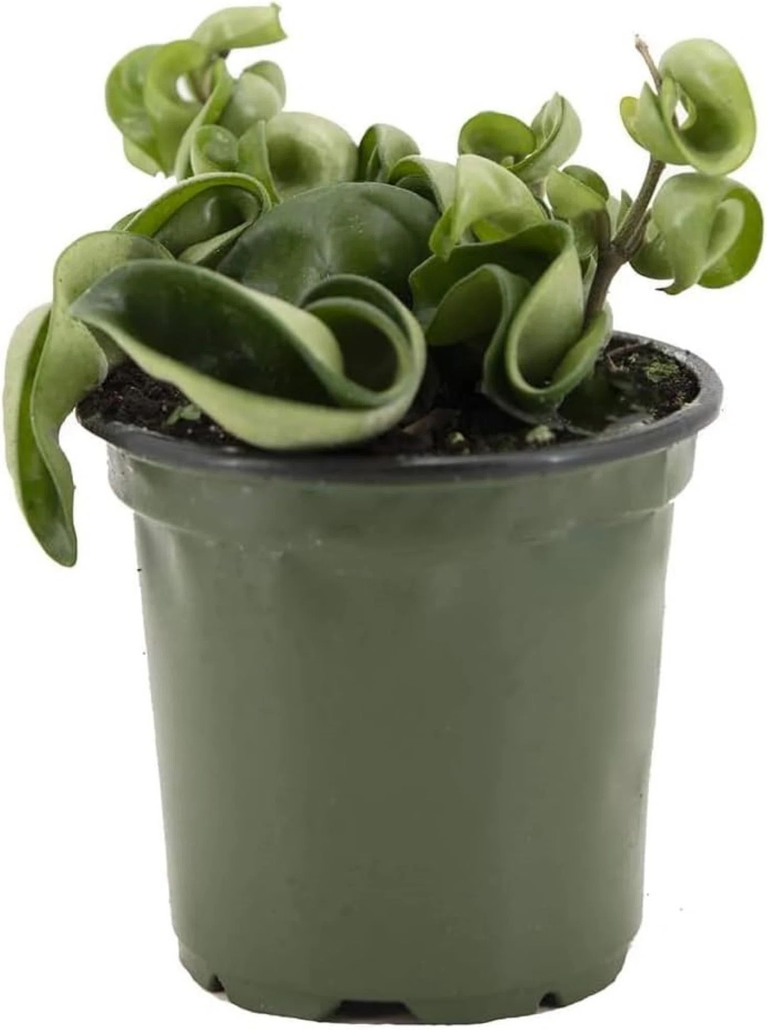 American Plant Exchange Hoya Compacta Hindu Rope, 4-Inch Pot, Live Flowering Wax Plant, Exotic In... | Wayfair North America