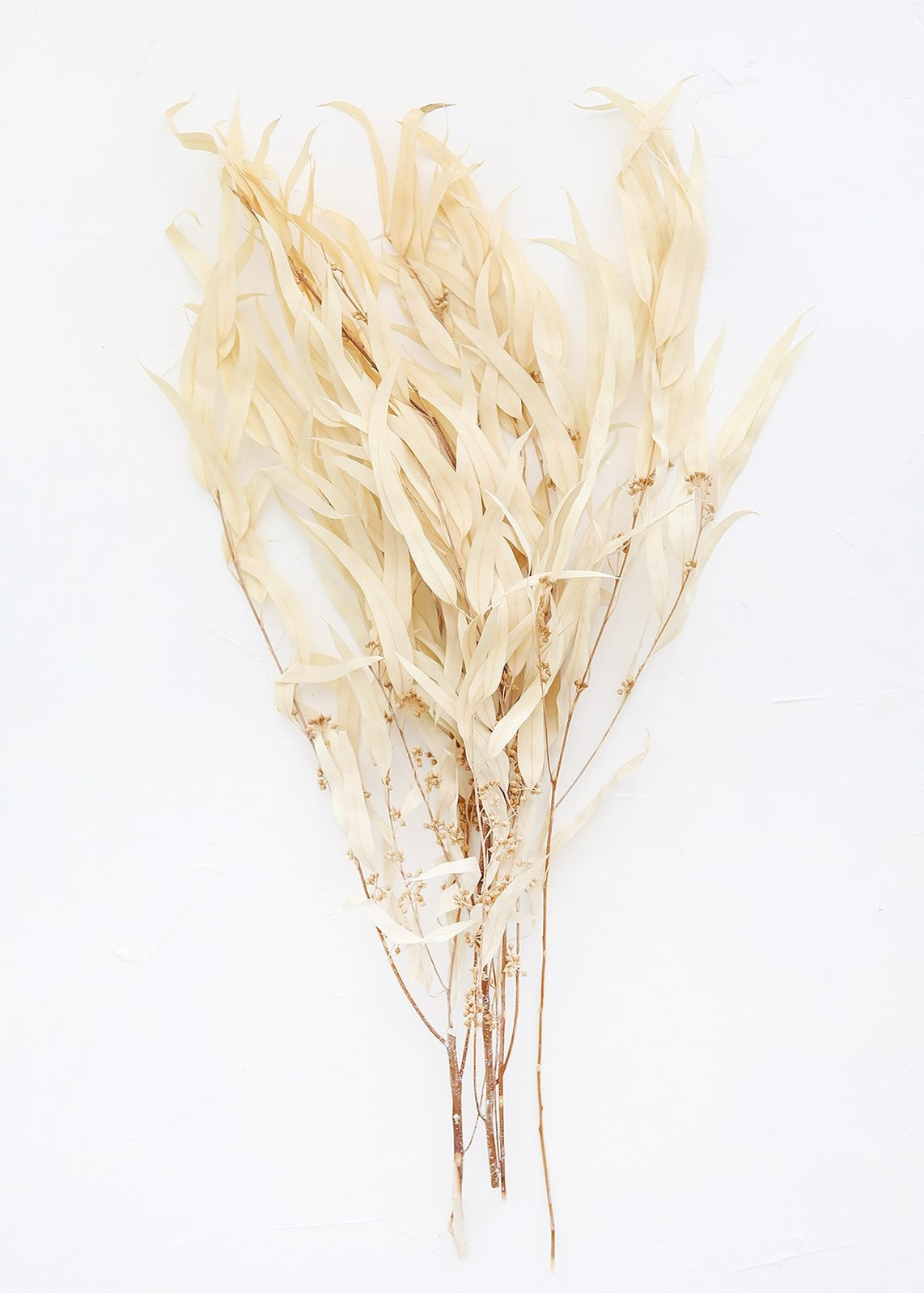 Bleached Preserved Seeded Weeping Eucalyptus - 26-30" Tall | Afloral (US)