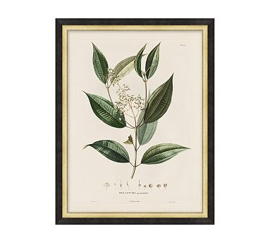 Vintage Botanical Framed Print | Pottery Barn (US)