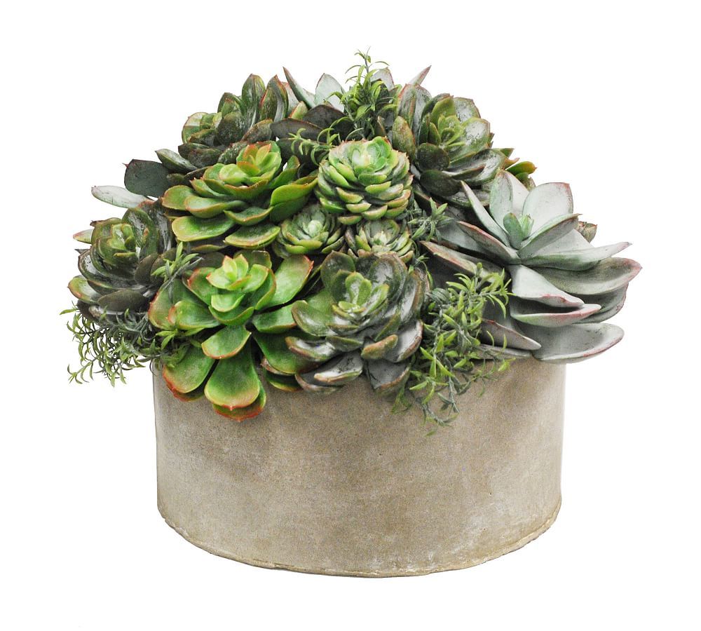 Succulent Arrangement in Cylinder Planter | Pottery Barn (US)