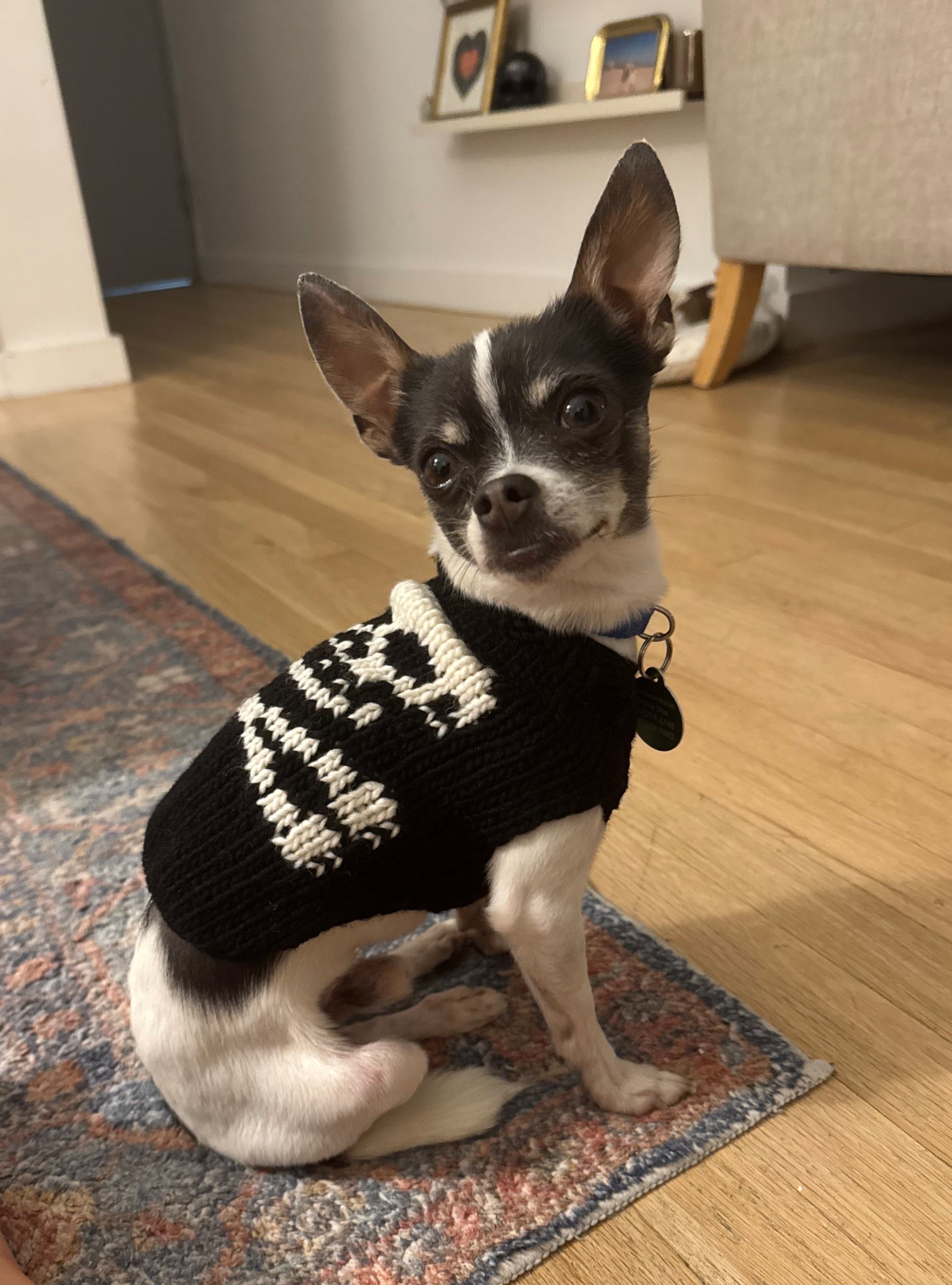 Louie’s little fall Halloween sweater 🖤🤍 this is an XXS (he’s 5 lbs) but would exchange for an XS or S!

#LTKSeasonal #LTKPets #LTKHalloween