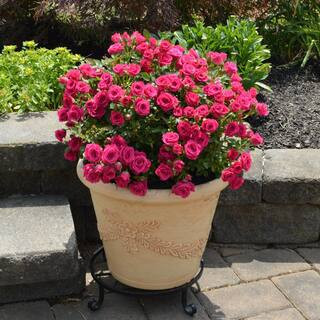 2 gal.  Dragon Fruit Mini Rose with Dark Pink Flowers | The Home Depot