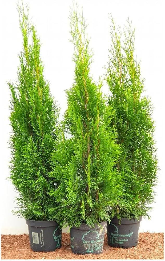 Elegant Thuja Emerald Evergreen Tree of Life Pot-Grown Cypress Hedging Plant, 100-120cm | Amazon (DE)