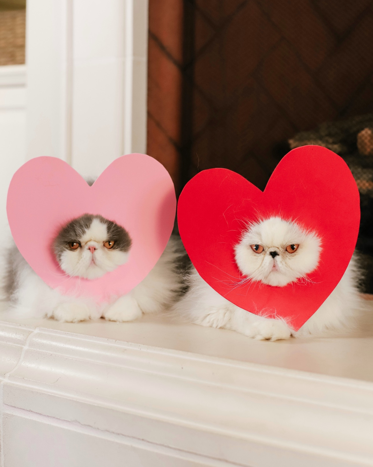 SINGLE & READY to MINGLE 💗❤️💗 love my tiny kings 💕 yes… I am a crazy cat lady! And proud of it.

#persiancats #valentinesideas #catmom #catsofinstagram #crazycatladyclub tags: cat Valentine’s Day idea 



#LTKfamily #LTKSeasonal #LTKkids